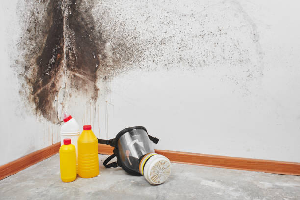 Best Kitchen Mold Remediation in Reed City, MI