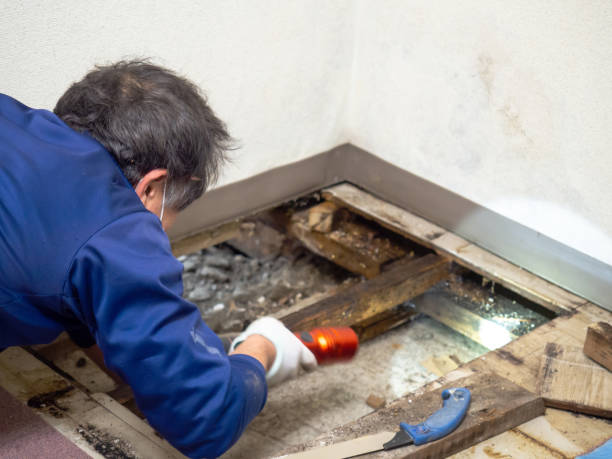 Best Residential Mold Remediation in Reed City, MI