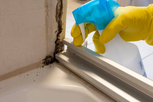 Professional Mold Remediation in Reed City, MI