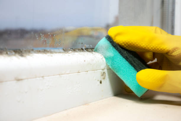 Best Commercial Mold Remediation in Reed City, MI