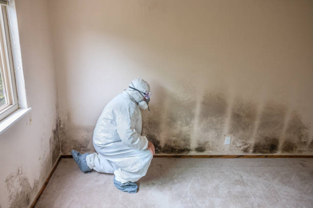 Best DIY Mold Remediation Support Services in Reed City, MI
