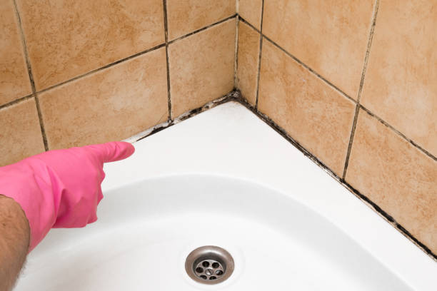 Best Mold Remediation for Schools in Reed City, MI